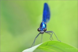 <p>MOTÝLICE LESKLÁ (Calopteryx splendens) Varnsdorf ---- /Banded demoiselle - Gebänderte Prachtlibelle/</p>